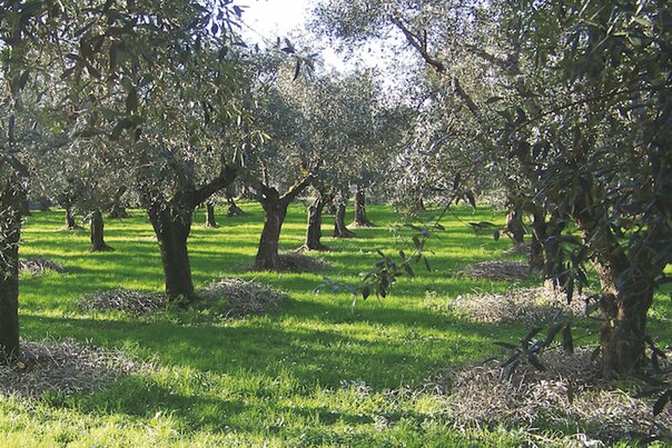 Lareter irrigation solution for a newly established olive grove in Tuscany